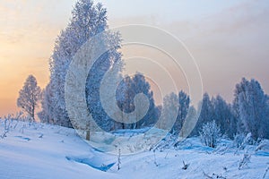 Winter forest in the snow at sunset photo
