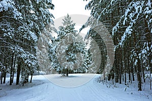 Winter Forest in Snow photo