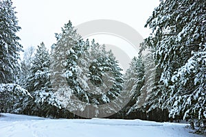 Winter Forest in Snow photo
