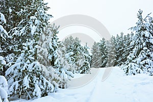 Winter Forest in Snow photo