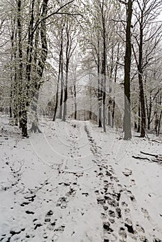 Winter forest with snowcapped trail
