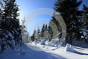 Winter forest in snowdrifts on a sunny day.