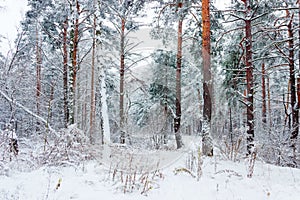 Winter forest during a snowfall