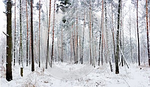 Winter forest during a snowfall