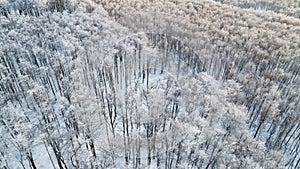 Winter forest after snowfall
