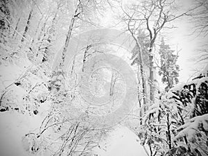 Winter forest while snowing. Snowy trees in dark and misty winter park. Evening walking