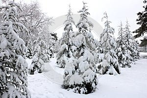 Winter forest, snown, tree, cloudy photo