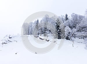Winter forest in a snowy decoration frosty morning in nature in a mountainous area.++