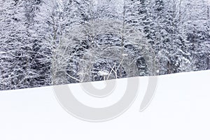 Winter forest in a snowy decoration frosty morning in nature in a mountainous area.++