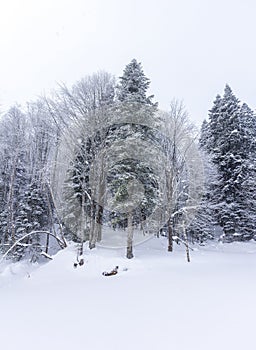 Winter forest in a snowy decoration frosty morning in nature in a mountainous area.++