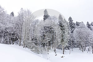 Winter forest in a snowy decoration frosty morning in nature in a mountainous area.++