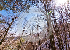 Winter forest on snowy mountain with dry conifer plants, pine trees and blue sky background with morning sun flare