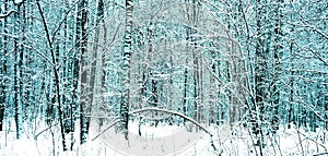 Winter forest snowy panorama, blue filtered image, Russia.