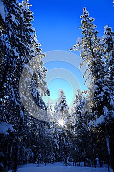 Winter Forest Snowy Pine Trees with Sunshine Blue Sky