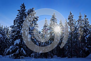 Winter Forest Snowy Pine Trees with Sunshine Blue Sky