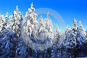 Winter Forest Snowy Pine Trees with Sunshine Blue Sky
