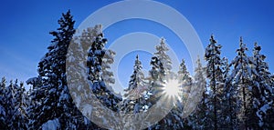 Winter Forest Snowy Pine Trees with Sunshine Blue Sky