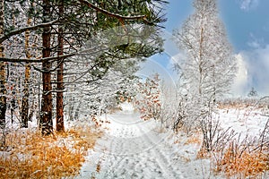 Winter forest snowy road