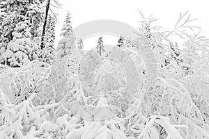 Winter forest snowy taiga hills Beautiful beautiful nature of Russia. Taiga forest in winter. Frosty snowy overcast