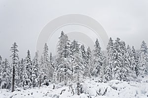 Winter forest snowy taiga hills Beautiful beautiful nature of Russia. Taiga forest in winter. Frosty snowy overcast