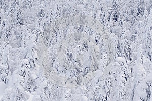 Winter forest with snowy tree tops. White branches are covered with frost, forming textural background