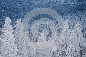 Winter forest with snowy tree tops. White branches are covered with frost, forming textural background