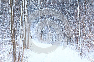 Winter Forest Snowy Trees and Berries Wide Background