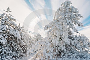 Winter forest with snowy trees. Frozen landscape with snow in sunny day. Christmas time