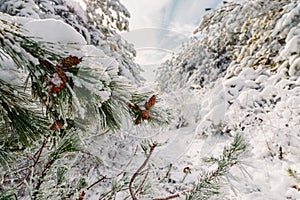 Winter forest with snowy trees. Frozen landscape with snow in sunny day. Christmas time