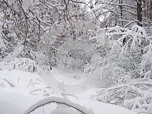 Winter in the forest