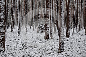Winter forest and solitera picea