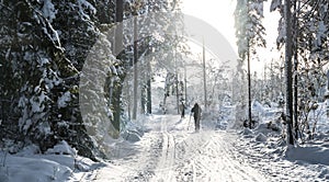 Winter forest in Norway