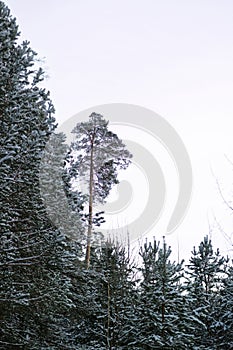 Winter forest, spruce pine in winter with a white background