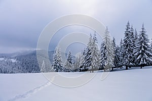 Winter forest of spruce trees poured with snow that like fur shelters the mountain hills covered with snow. photo