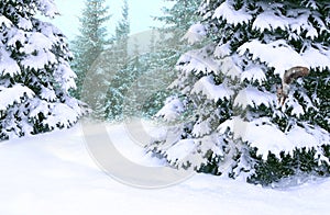 Winter forest with spruces covered with snow in forest. Happy Christmas eve