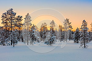 Winter forest at sundown tine, trees and snow