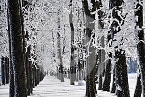 Winter forest on sunny day