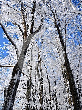 Winter forest on sunny day