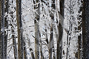 Winter forest on sunny day