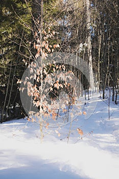 Winter forest on a sunny day