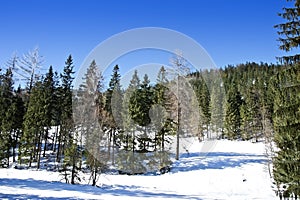 Winter Forest in sunny day