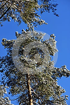 Winter forest in a sunny day