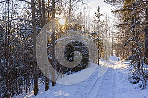 Winter forest in Sunny day snowy road to the city of Perm in the