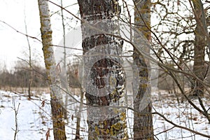 Winter forest, sunny forest atmosphere, aspen tree