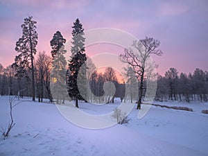 Winter forest with sunrise. Purple and magenta undertones