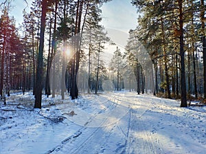 Winter forest at sunset