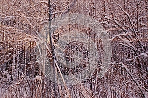 Winter forest at sunset