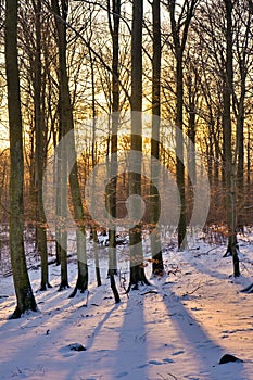 Winter forest at sunset