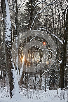 Winter forest with sunset sun