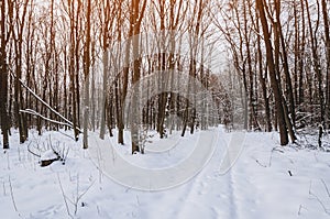 Winter forest, sunset between the trees, evening scene, frost, Christmas mood